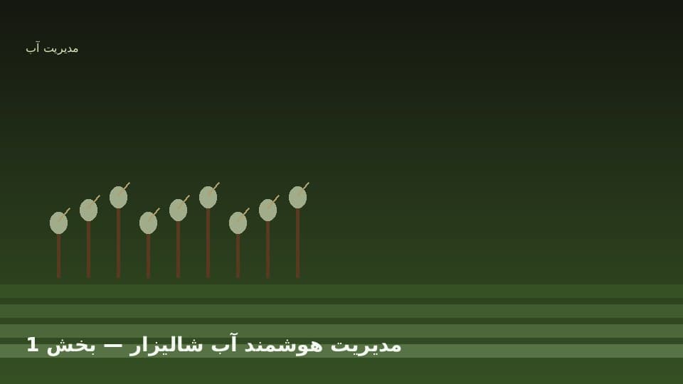 چالش کم‌آبی و مصرف آب در برنجکاری